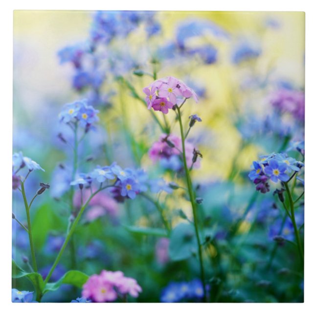 Forget-Me-Not Flowers Tile (Front)