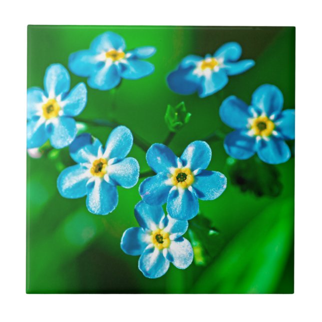 Forget-me-not flowers tile (Front)