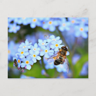 Forget-Me-Not Flowers with Hoverfly Postcard