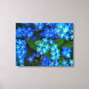 Forget-me-not Flowers Wrapped Canvas Art