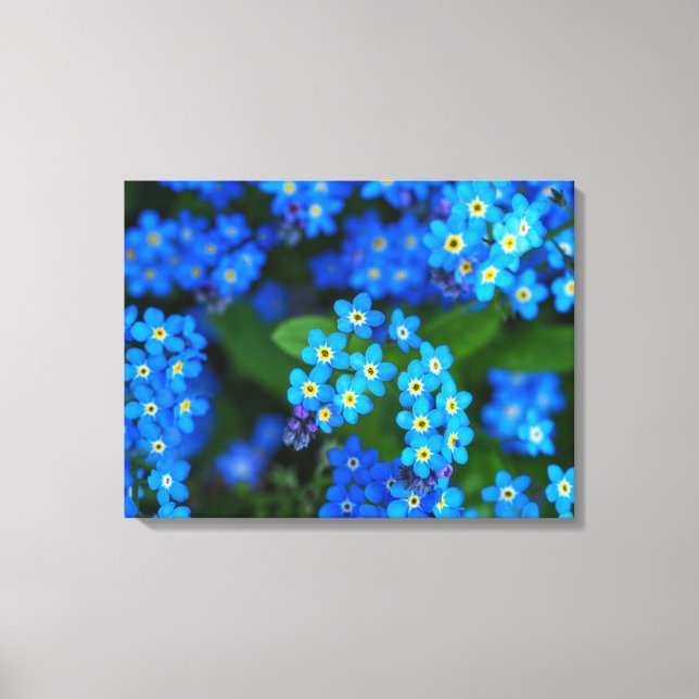 Forget-me-not Flowers Wrapped Canvas Art (Front)