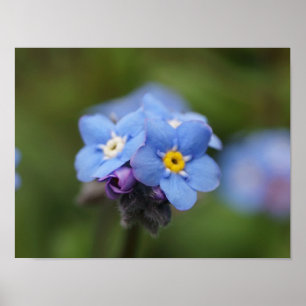 Forget-me-not forever and ever! poster