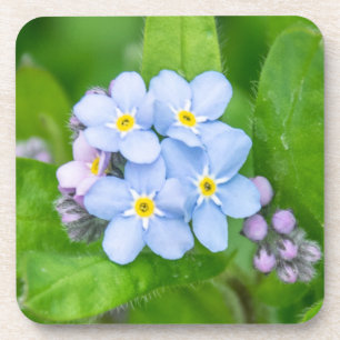 Forget-me-not, Hard plastic coaster
