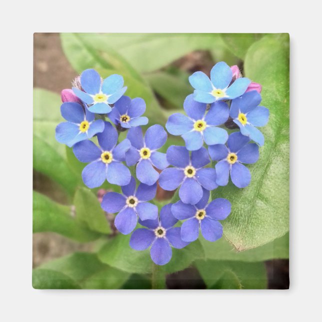 forget-me-not heart - magnet (Front)