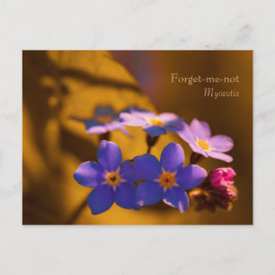 Forget-me-not in the sunset CC0122 Wildflower Postcard