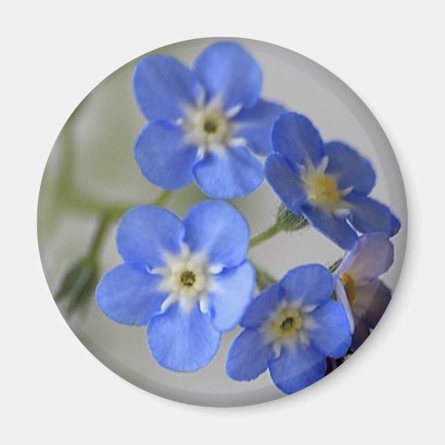 Forget Me Not Magnet (Front)