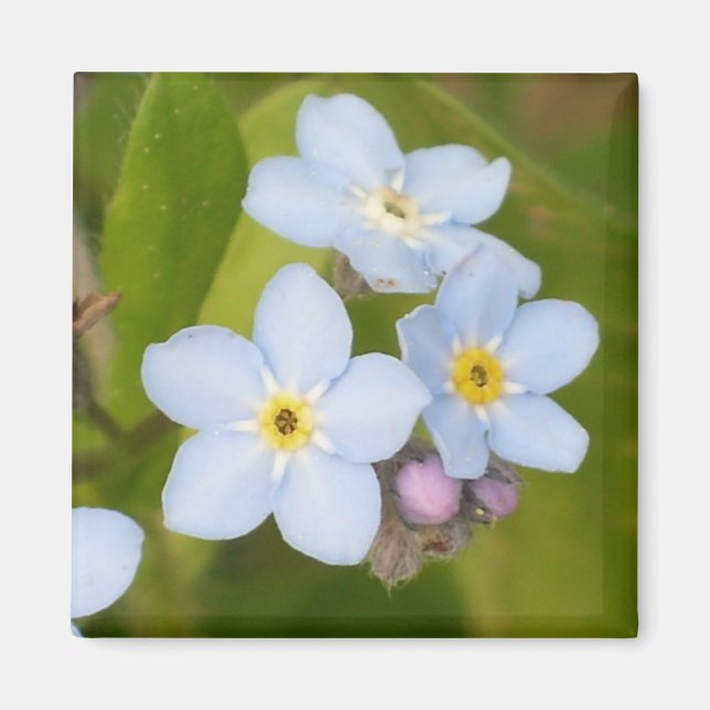 Forget-me-not magnet (Front)