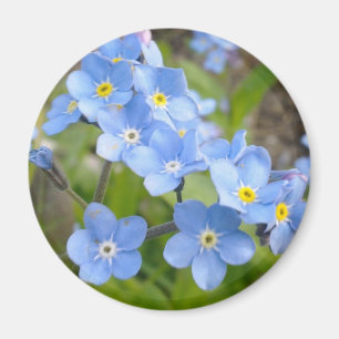 Forget Me Not Magnet