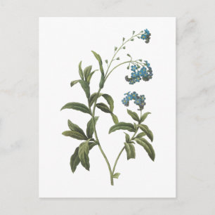 forget-me-not (Myosotis scorpioides) by Refused Postcard