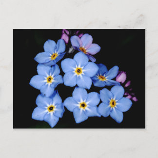 Forget-me-not Postcard
