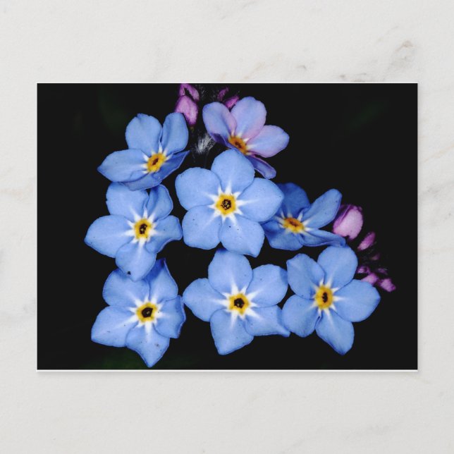 Forget-me-not Postcard (Front)