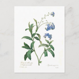 Forget-me-not Postcard