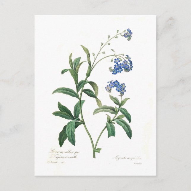 Forget-me-not Postcard (Front)