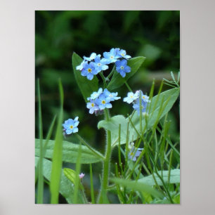 Forget-me-not Poster