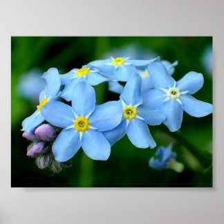 Forget-me-not poster