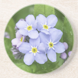 Forget-me-not, Sandstone Coaster
