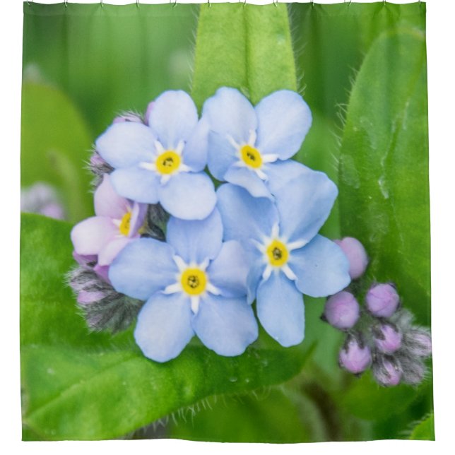 Forget-me-not Shower Curtain (Front)