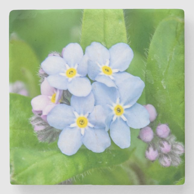 Forget-me-not, Stone Coaster (Front)