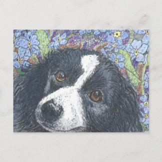 'Forget me not', the Border Collie said. Postcard