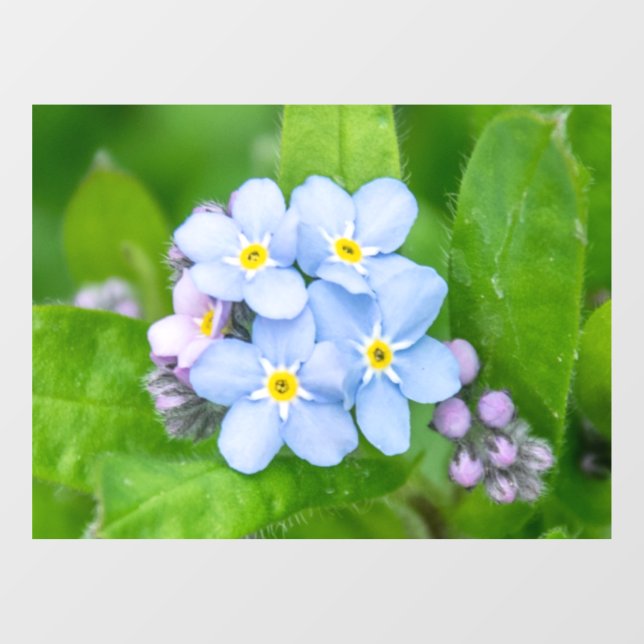 Forget-me-not, Window Cling (Sheet)