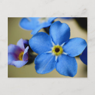 Forget-Me-Nots 11 Postcard