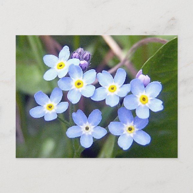 Forget Me Nots 2 Postcard (Front)