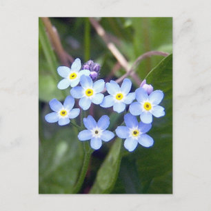 Forget Me Nots 2 Postcard