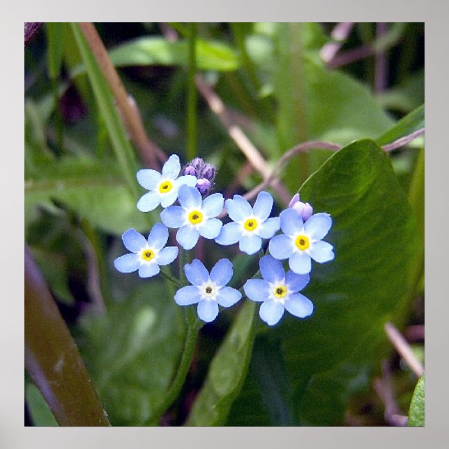 Forget Me Nots 2 Poster (Front)