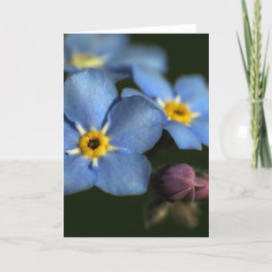 Forget-Me-Nots 3 Blank Greeting Card