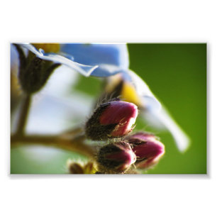 Forget-Me-Nots 8 Photo Print