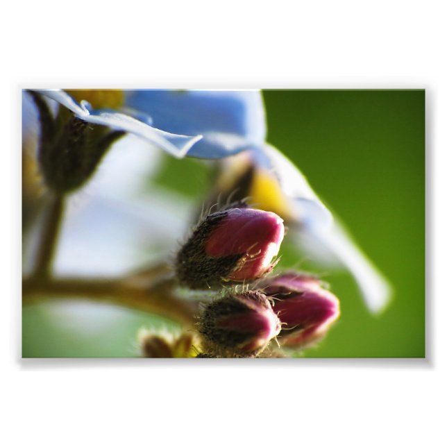 Forget-Me-Nots 8 Photo Print (Front)