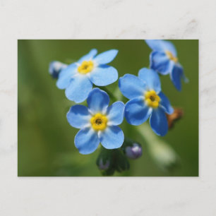 Forget-Me-Nots Flowers Postcard