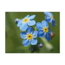 Forget-Me-Nots Flowers
