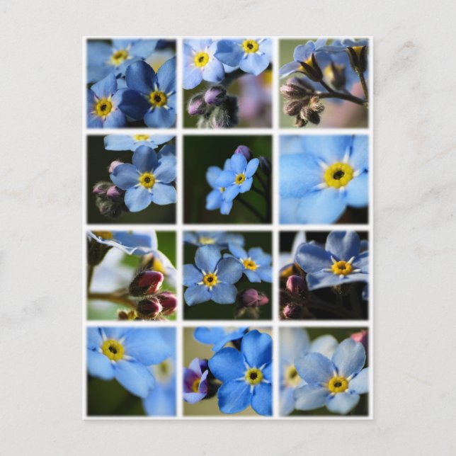 Forget-Me-Nots Montage 1 Postcard (Front)
