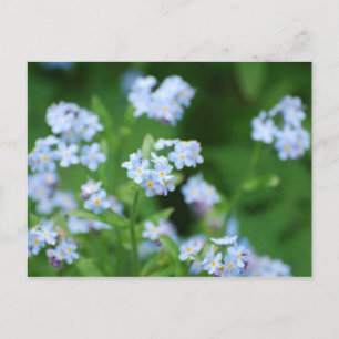 Forget Me Nots Postcard