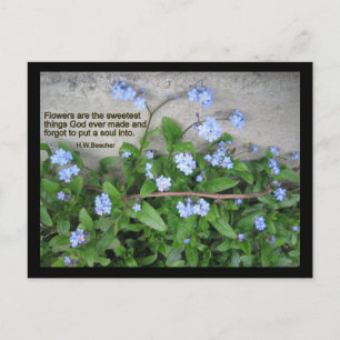 Forget-Me-Nots Postcard