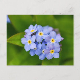 Forget-Me-Nots Postcard