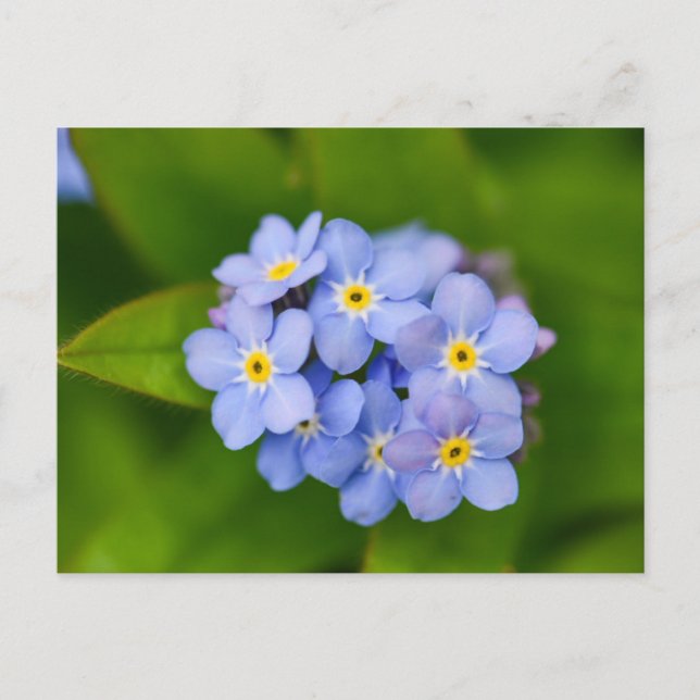 Forget-Me-Nots  Postcard (Front)