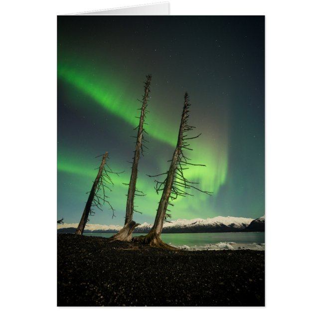 Forgotten Spruce Aurora (Front)