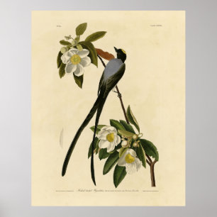 Fork-tailed Flycatcher, Audubon's Birds of America Poster