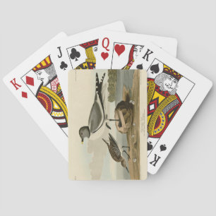 Fork-tailed Gull from Audubon's Birds of America Playing Cards