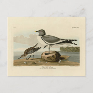Fork-tailed Gull from Audubon's Birds of America Postcard