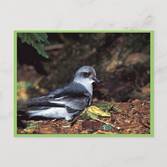 Fork-tailed Storm Petrel, St Postcard (Front)