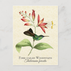 Fork Tailed Wood Nymph Hummingbird Art Postcard