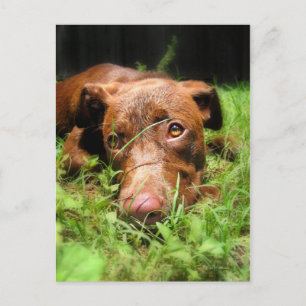Forlorn Chocolate Lab Pit Puppy Postcard