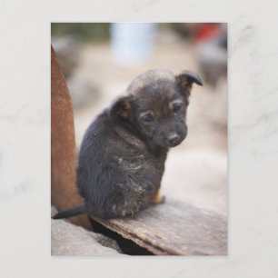 Forlorn puppy postcard