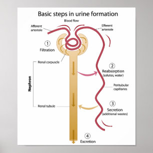 Formation of urine Poster