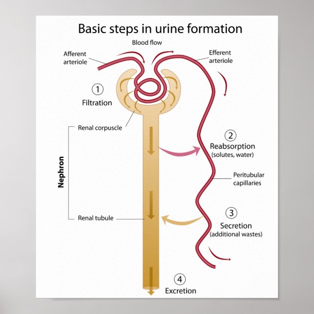 Formation of urine Poster (Front)