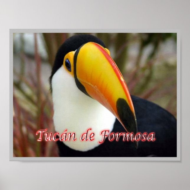 Formosan Toucan Poster (Front)