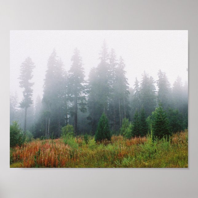 Forrest Fog Pine Trees Value Poster Paper (Front)